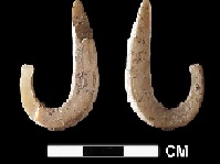 <p>Fish hooks made of shell found in the Jerimalai Cave in East Timor. (Click on image to view larger.)</p>